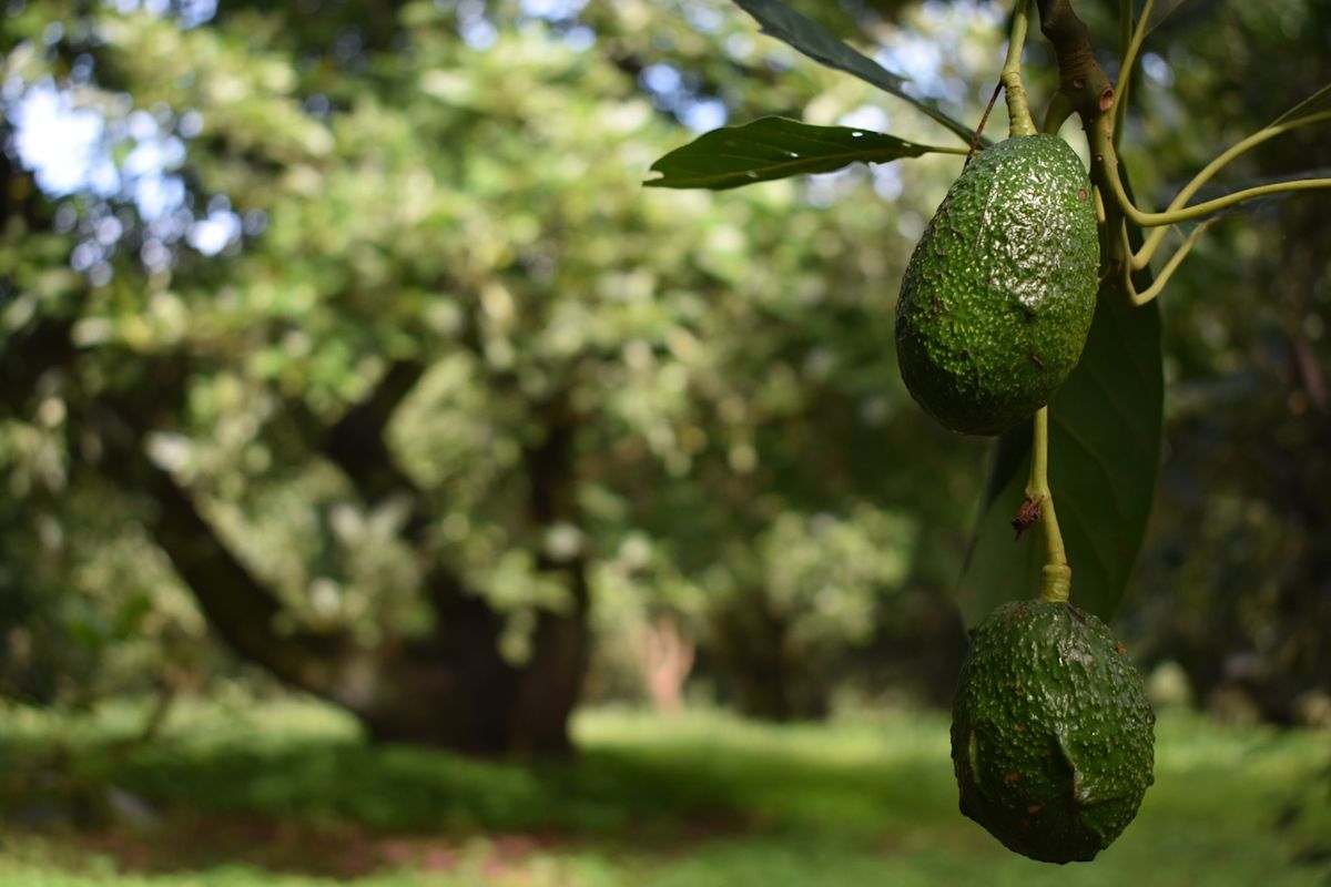 How the Global Avocado Boom Fueled Prosperity and Violence in Michoacán