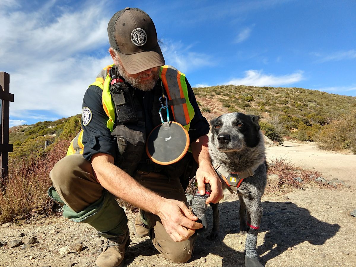Wildlands Network Launches Desert Wildlife Study Ahead of Proposed State Route 62 Overpasses