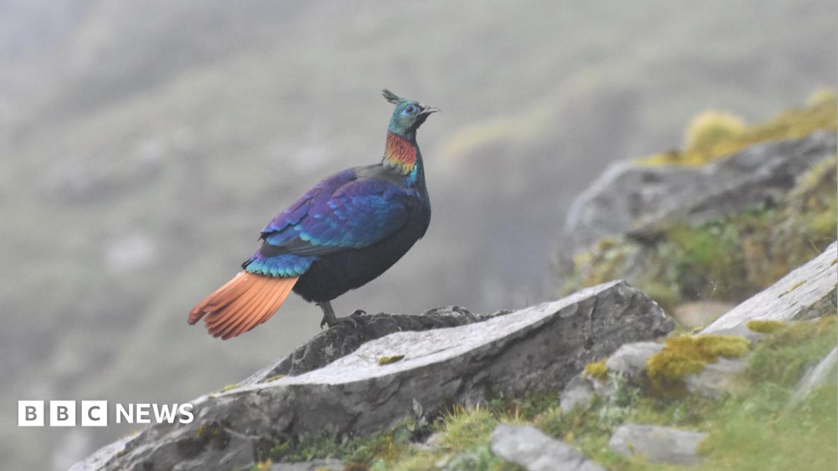 Himalayan Monal Alters Call and Habitat as Human Pressure Mounts, Indian Studies Find