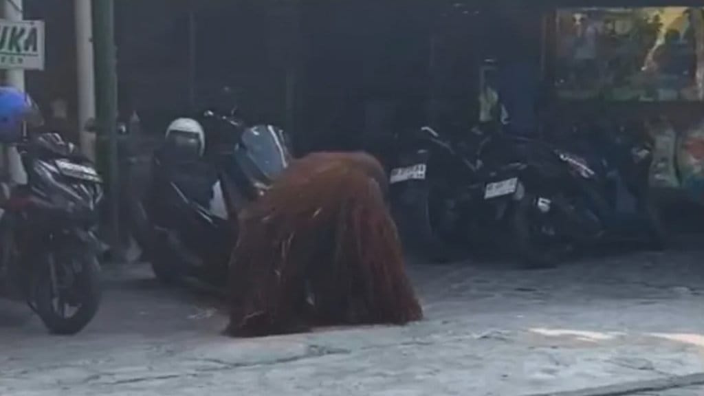Orang Utan Lepas di Solo: Verifikasi Klaim Pengamanan Solo Safari