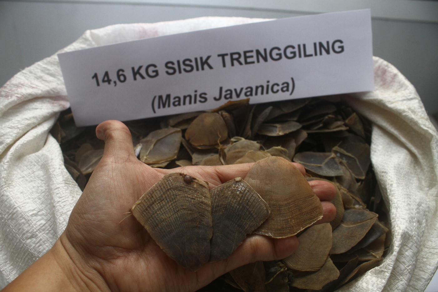 Kemenhut Dalami Jaringan Penyelundup 3 Ton Sisik Trenggiling