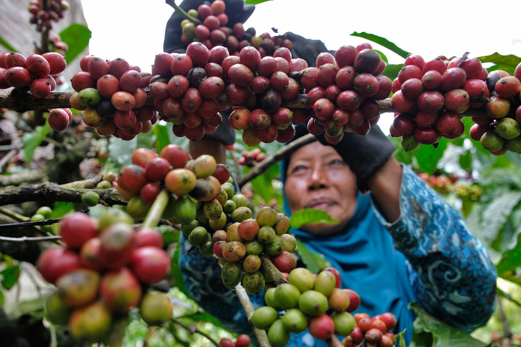 Indonesia Bidik Posisi Sentral Industri Agro dalam BRICS