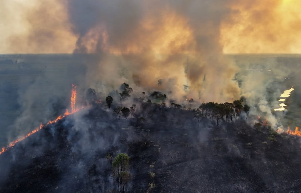Riset: Pemulihan Hutan Terbakar Butuh Waktu Hingga Satu Abad