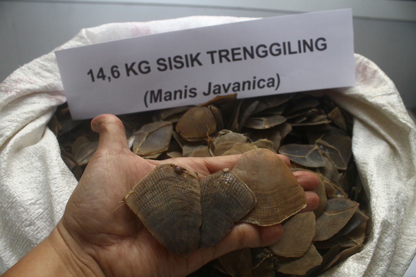 Jejak Baru Sindikat Sisik Trenggiling Terungkap</title>