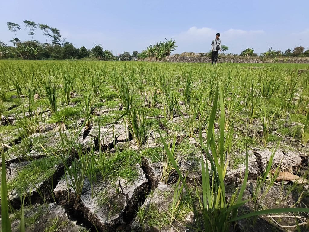 Kemarau dan El Nino Picu Gagal Panen di Gedebage