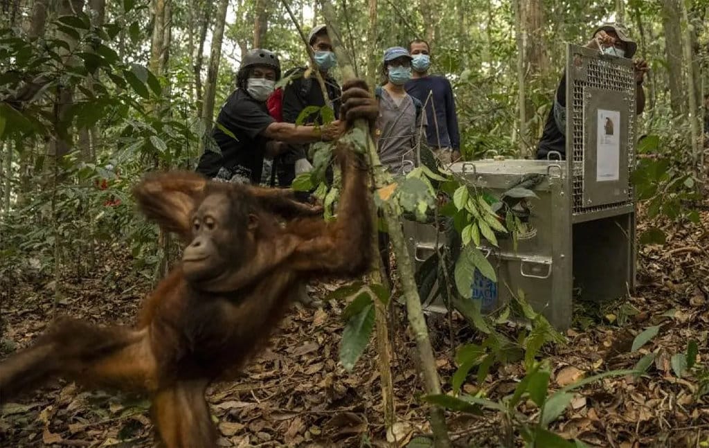 Dampak Karhutla Tanjung Puting terhadap Orangutan dan Satwa Liar