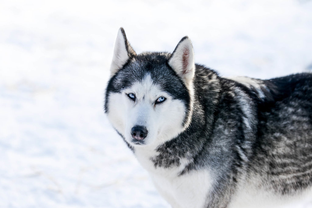 Jejak Genetik Serigala Purba dalam Tubuh Siberian Husky
