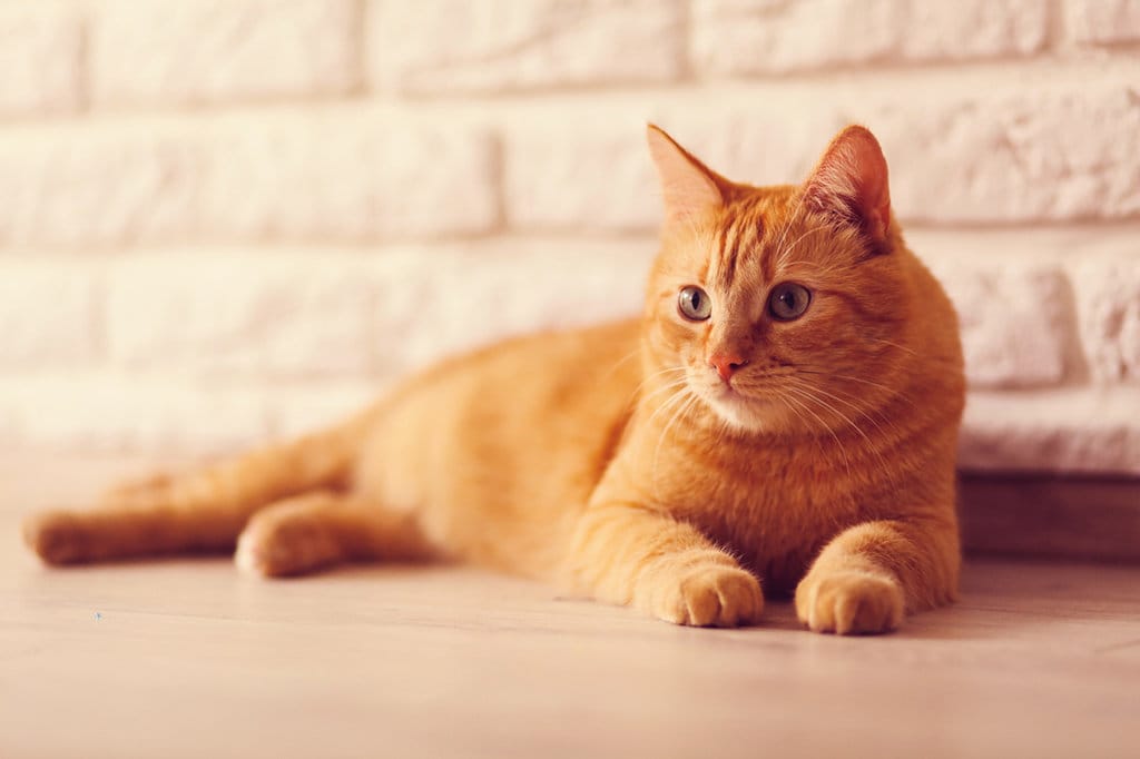 Panduan Memilih Nama Kucing Betina Berdasarkan Warna Bulu