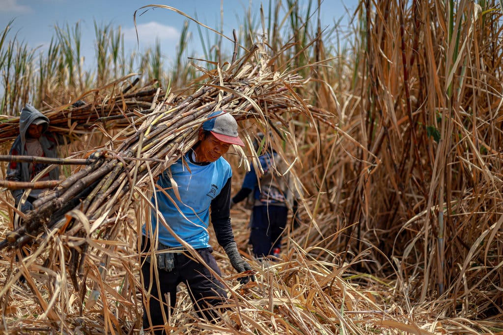 Tambahan Impor Gula Picu Kekhawatiran Petani Tebu Saat Musim Giling
