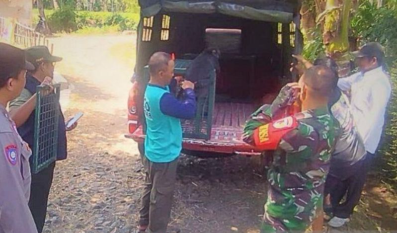 Evakuasi Lutung Jawa Momon dari Pemeliharaan Warga Bondowoso