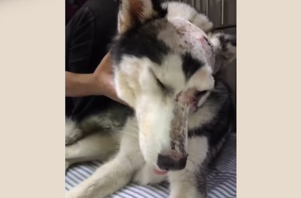 Polisi Buru Pelaku Penyerangan Anjing Husky di Babelan Bekasi