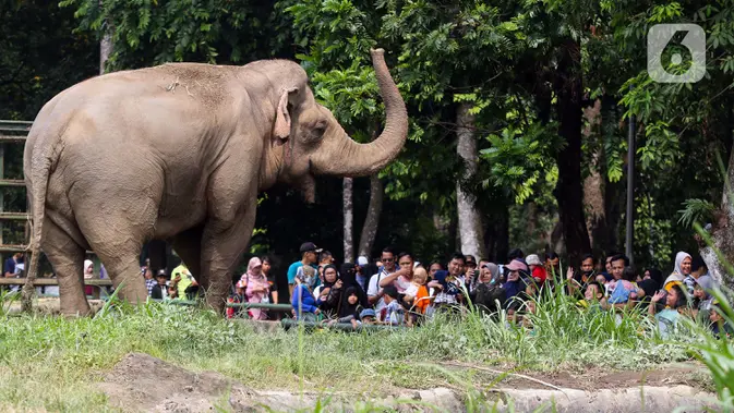 Ragunan Jadi Destinasi Favorit Libur Natal dan Tahun Baru