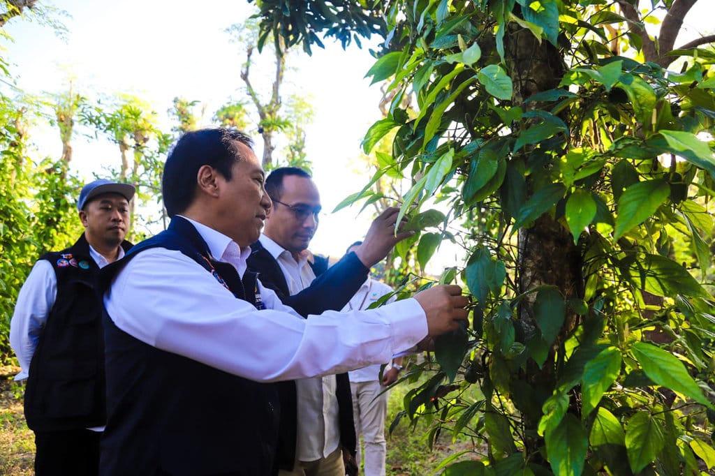 Verifikasi Program Kemensos Budidaya Cabe Jamu di Madura