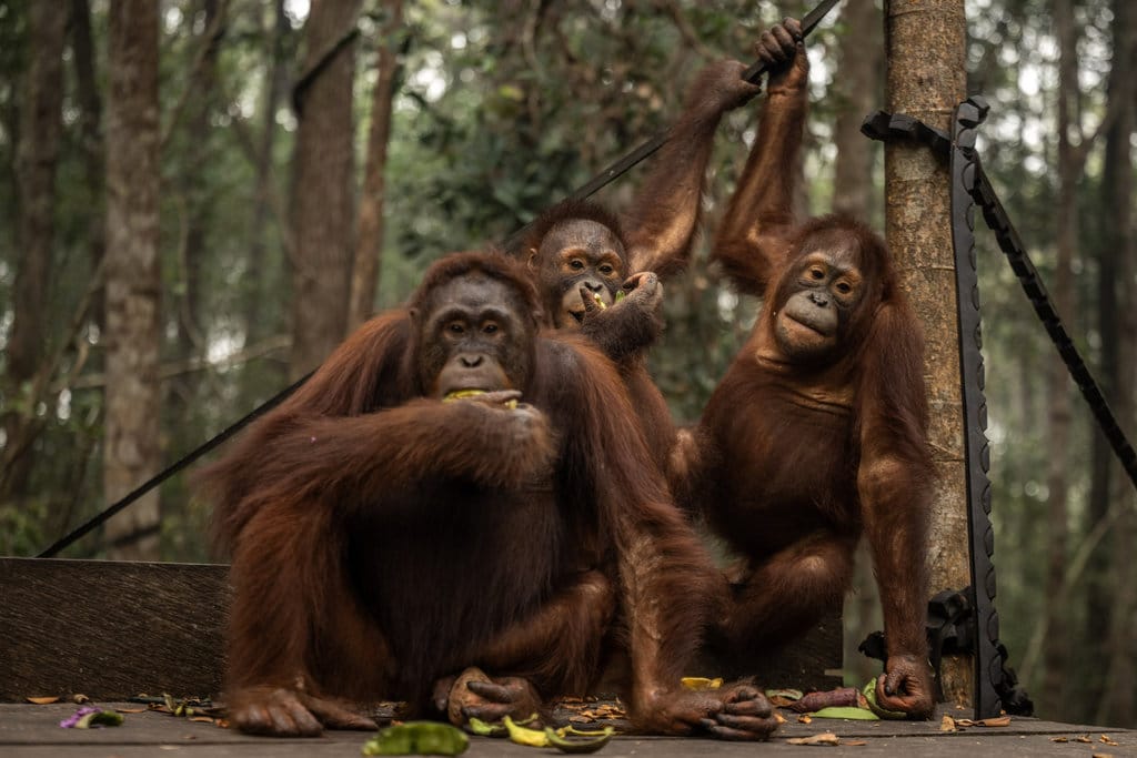 Jejak Orang Utan di Jawa yang Kini Tinggal Sejarah