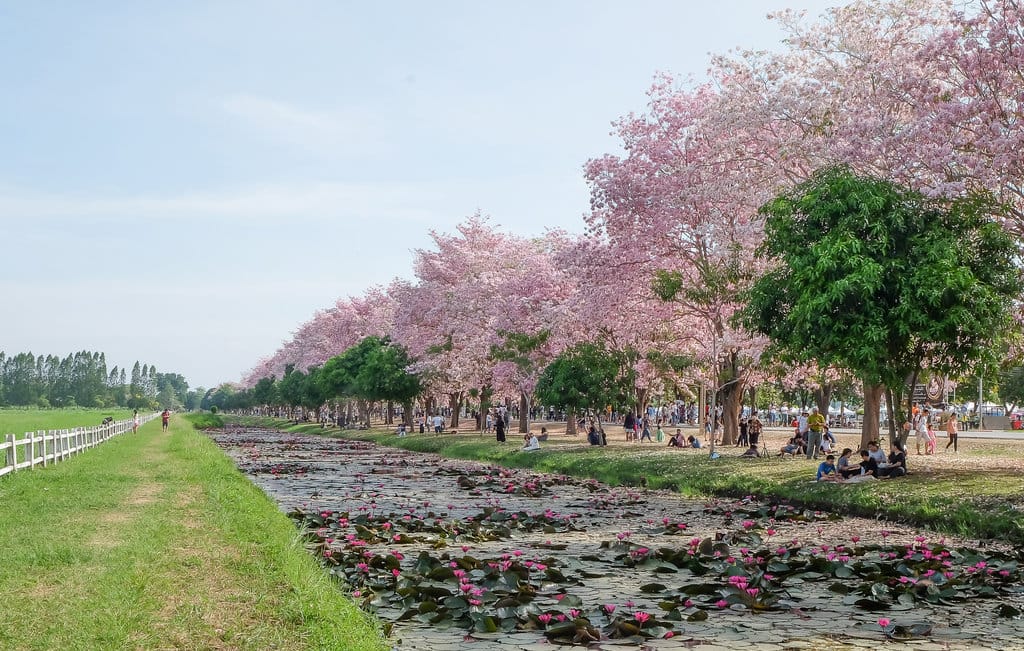 Fenomena Tabebuya Mekar Serentak, Benarkah Identik dengan Sakura Jepang?