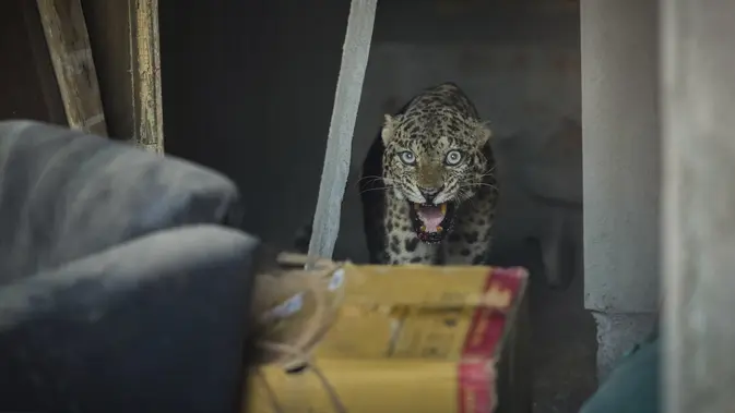 Macan Tutul Serang Pemukiman Guwahati, Tiga Warga Terluka