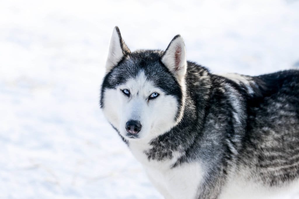 Mengungkap Hubungan Genetik Husky Siberia dan Serigala Purba Taimyr