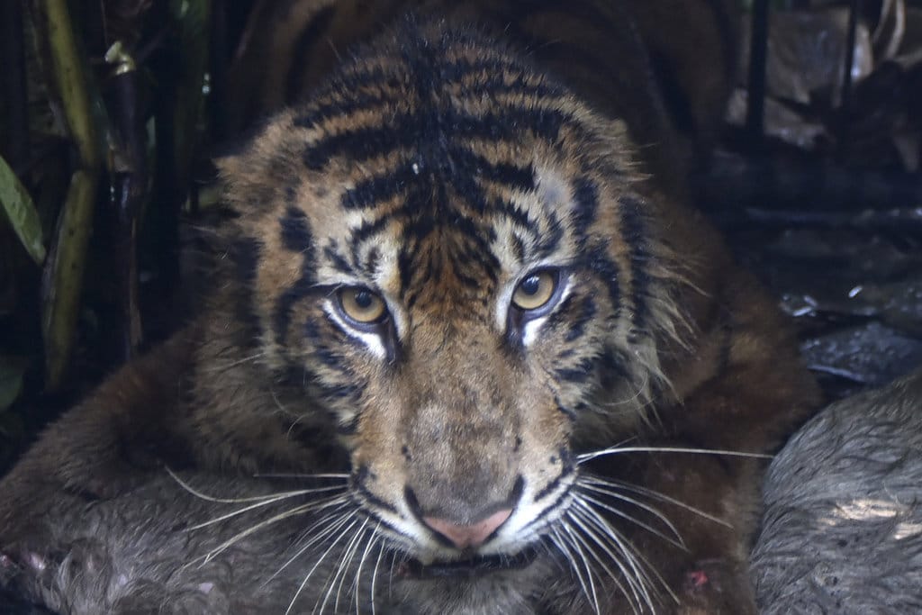 BKSDA Sumbar Lakukan Evakuasi Harimau Sumatra di Agam untuk Antisipasi Konflik