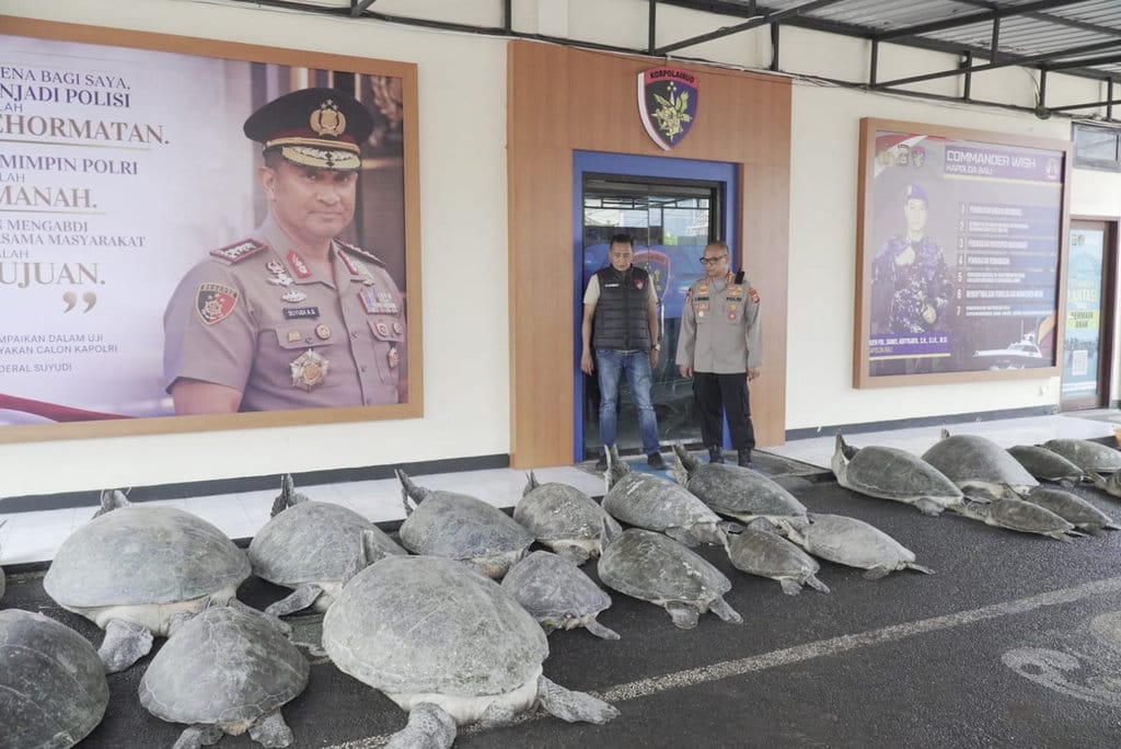 Polda Bali Gagalkan Penyelundupan 22 Penyu Hijau Jumbo