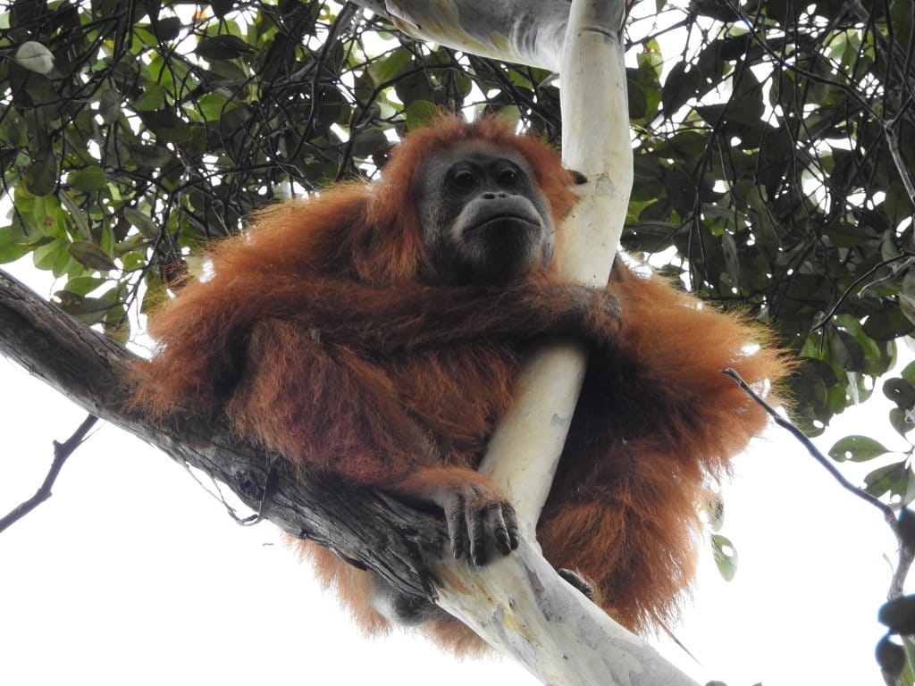 Orang Utan Tapanuli: Primata Langka di Ambang Kepunahan