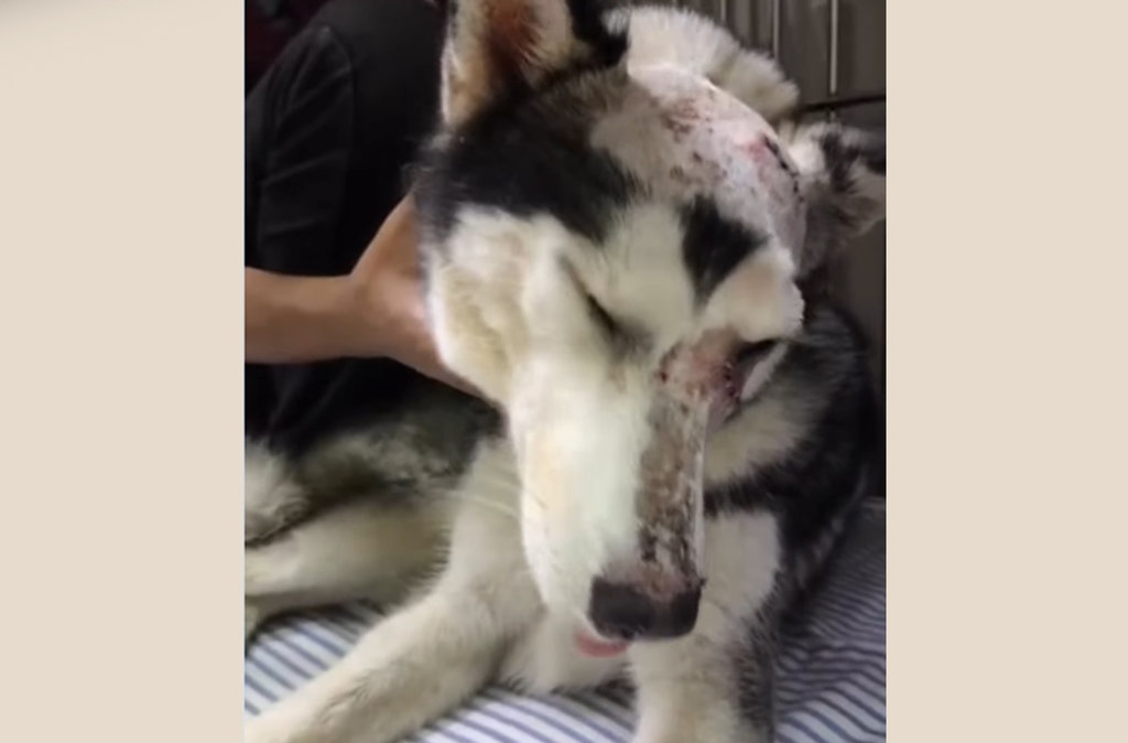 Pembacokan Husky di Bekasi: Polisi Satwa Buru Pelaku
