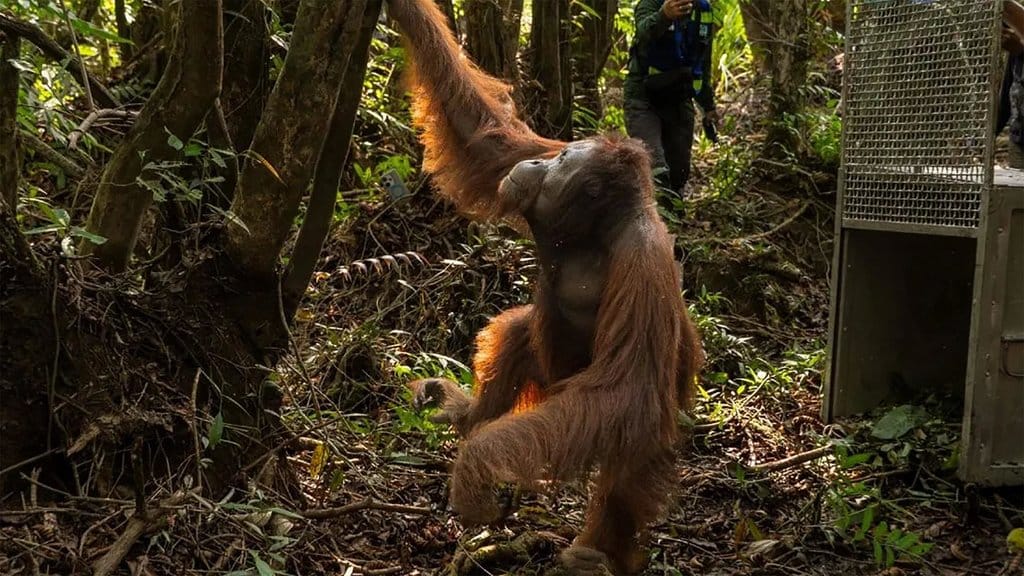 Puluhan Satwa Terlindung Diselamatkan dari Dampak Kekeringan dan Kebakaran di Kaltim