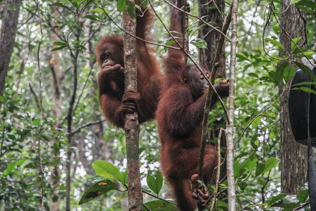 Adopsi Orangutan Kalimantan Online di BOS Foundation: Verifikasi Fakta