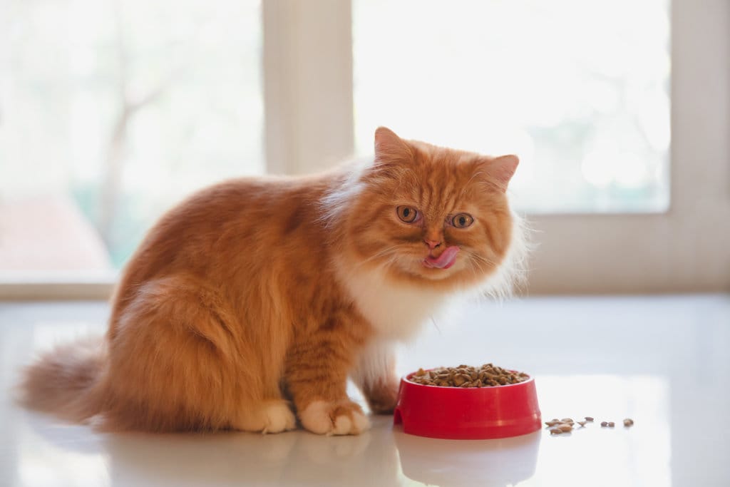 Tanggal 8 Agustus dan Perayaan Hari Kucing Sedunia