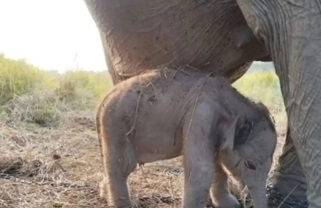 Gajah Sumatra Lahir di Hari Kemerdekaan, Kado Alam bagi Konservasi