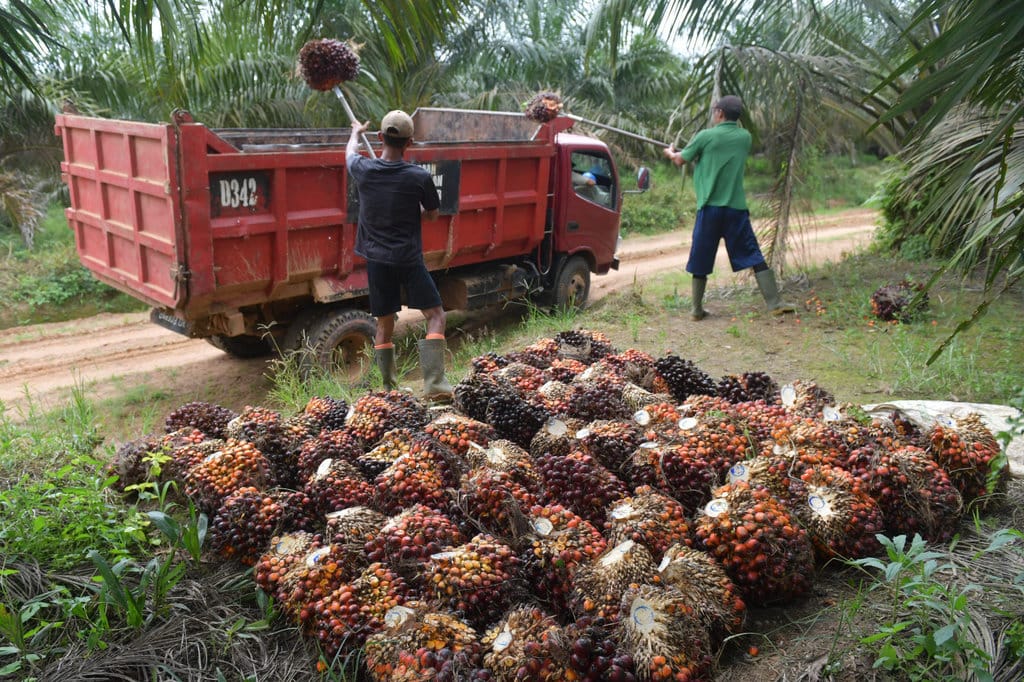Target 49 Persen Lahan Sawit Masuk Agrinas dengan Model Felda