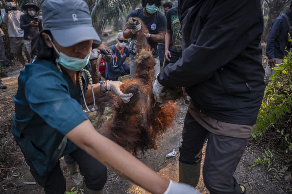 Kemenhut Evakuasi 232 Satwa Liar dari Karhutla