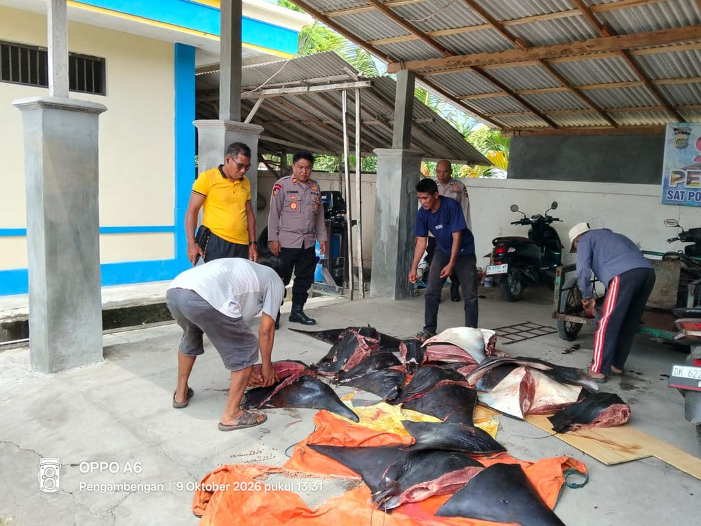 Polres Jembrana Ungkap Perdagangan 11 Pari Mobula yang Telah Mati