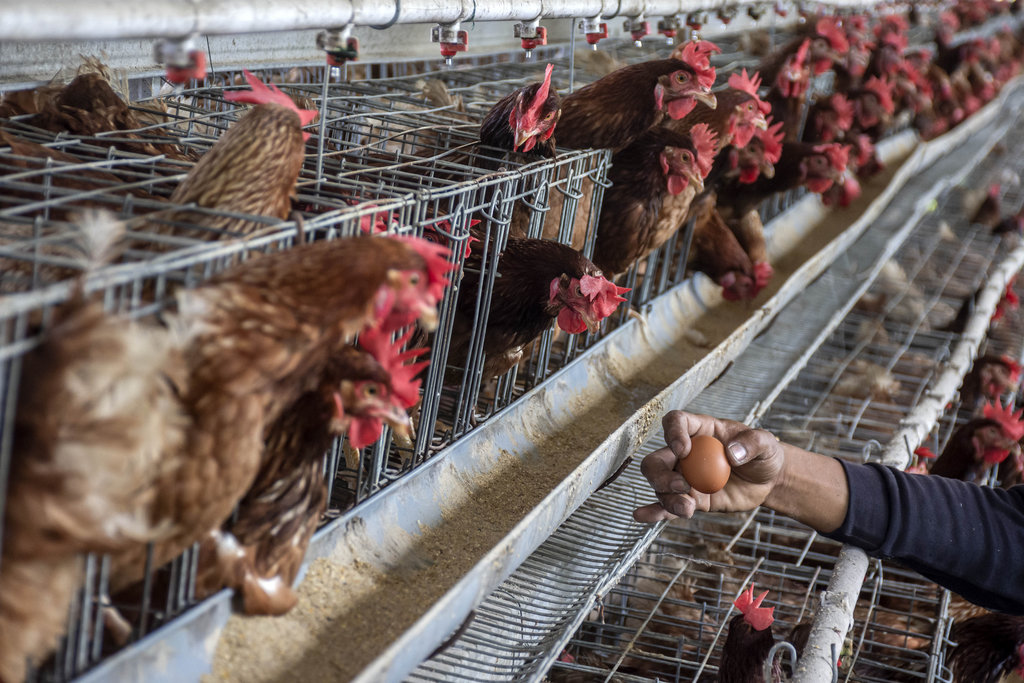 Unjuk Rasa Peternak Ayam Meluas, Harga Pakan Jadi Pemicu Utama