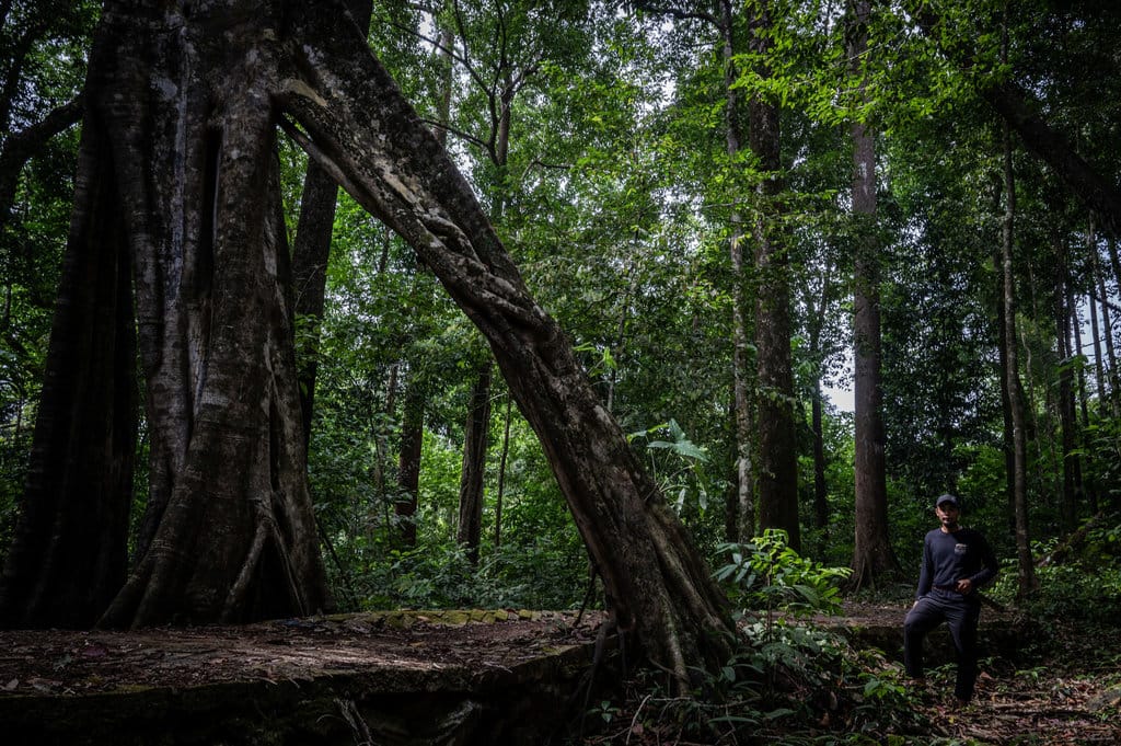 Verifikasi Klaim: Hutan Tropis Sebab Kepunahan Megafauna Asia Tenggara