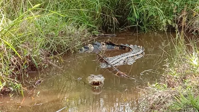 15 Telur Buaya Muara Menetas di Kebun Sawit Agam