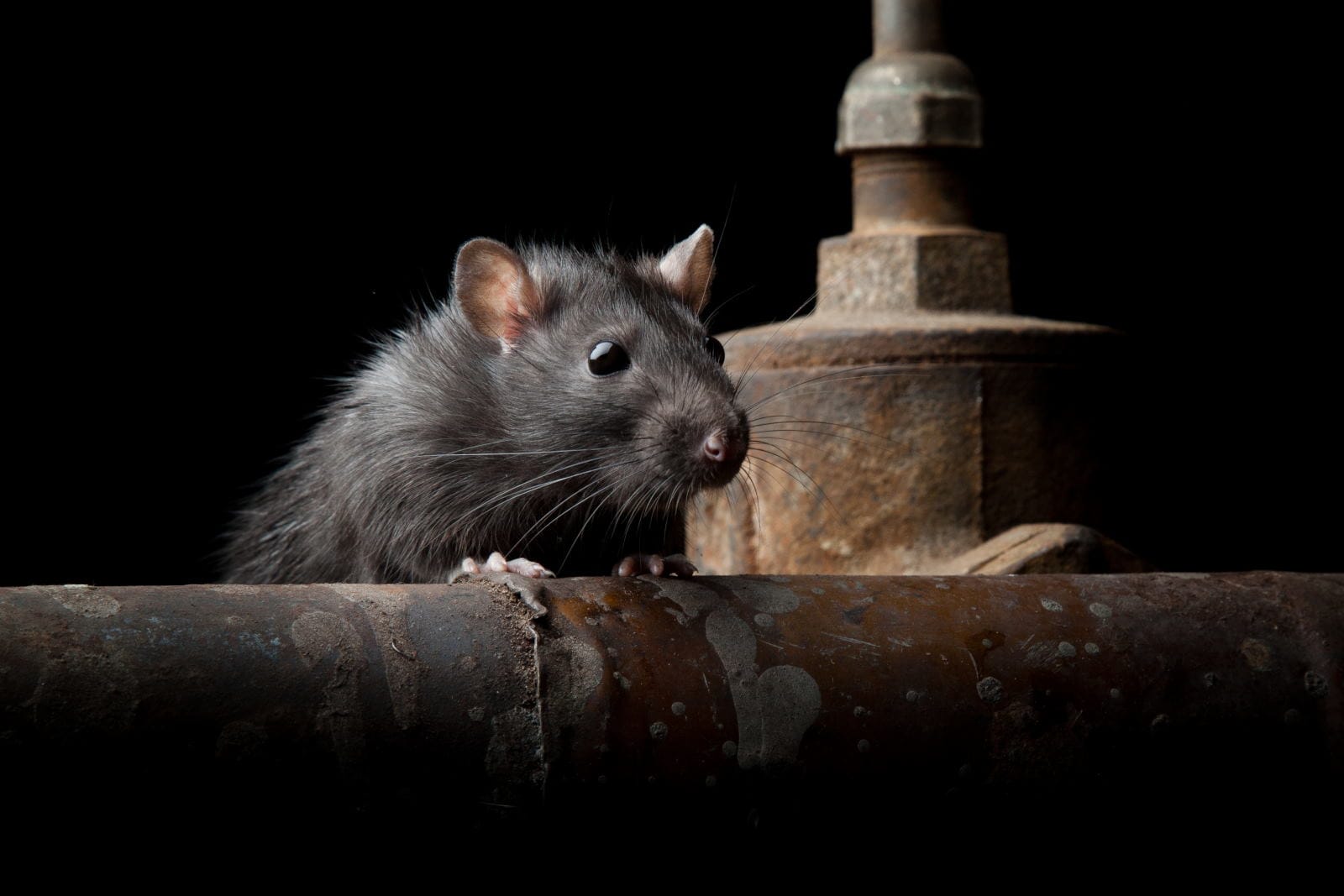 Mengupas Mitos Parfum Usir Tikus di Mobil