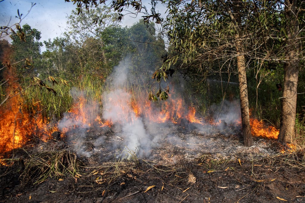 Verifikasi: Sinergi Kemenhut Cegah Karhutla di Jambi Saat Kemarau