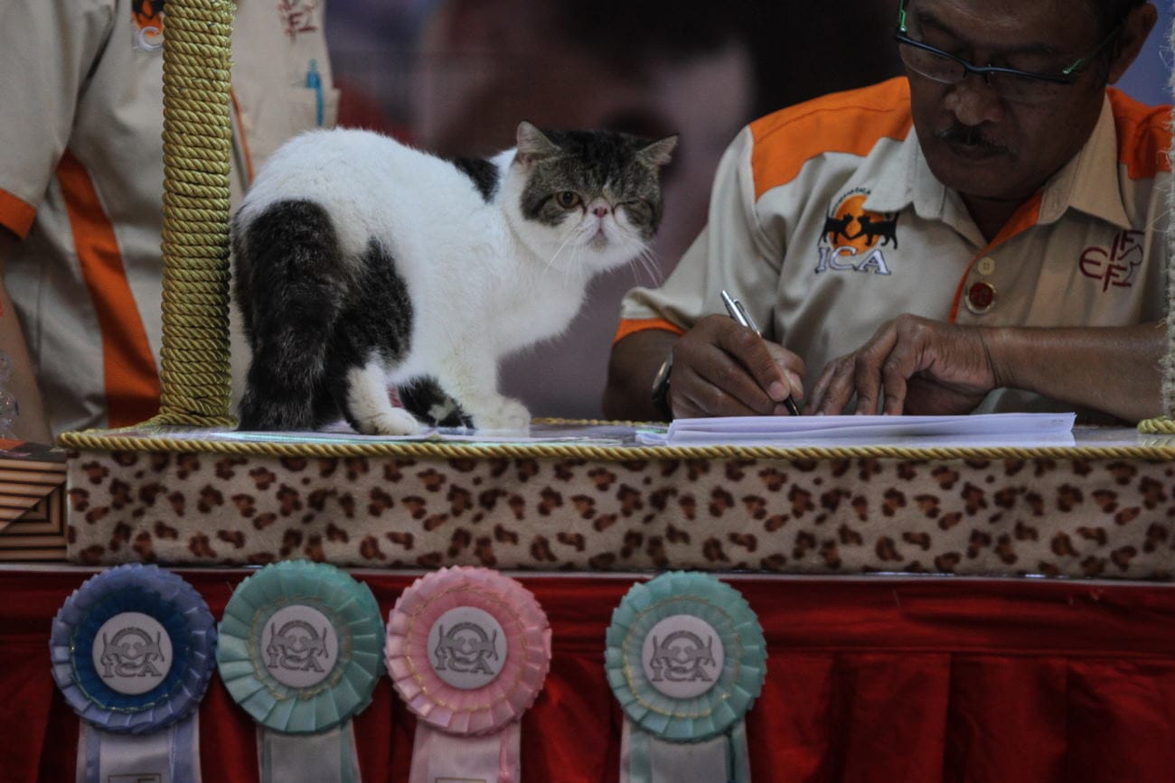 100 Nama Kucing Hitam Putih: Rekomendasi Lucu dan Menggemaskan