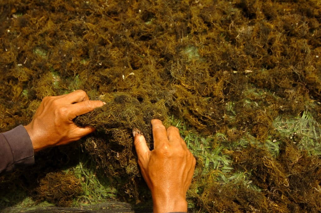 Hilirisasi Rumput Laut Indonesia: Potensi Besar, Tantangan Berat