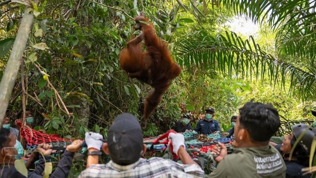 Ketika Api Melahap Hutan: Satwa Kehilangan Pakan, Sarang, dan Tempat Berlindung