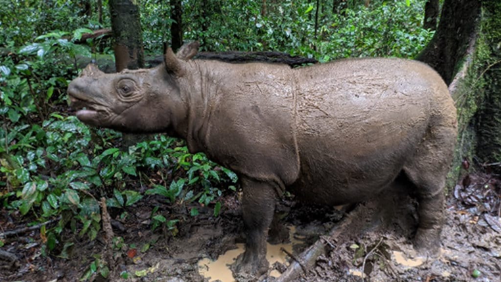Hanya Dua Badak Kalimantan Tersisa, Teknologi Reproduksi Jadi Harapan