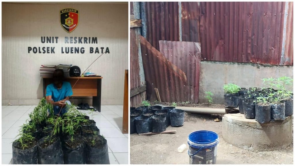 Pria Banda Aceh Ditangkap Usai Tanam 21 Batang Ganja di Lahan Tetangga