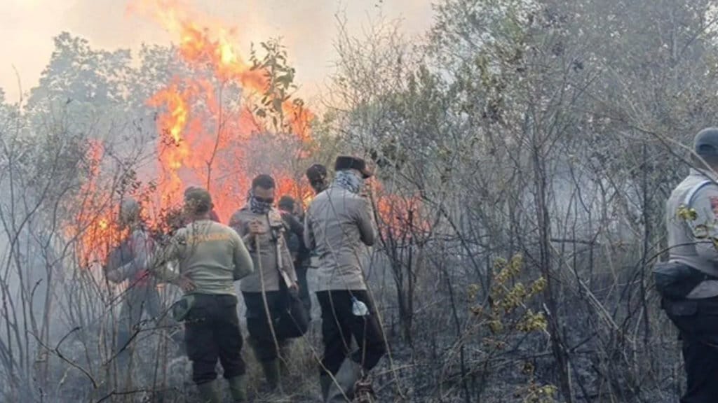 Fakta Kebakaran 673 Hektare Kawasan Konservasi Way Kambas