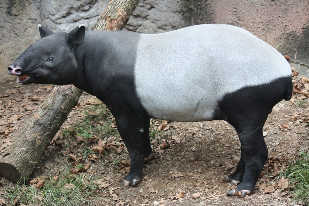 Kematian Tapir di Lampung Cermin Habitat yang Terus Terkikis