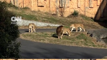 Tiga Singa Mati di Kebun Binatang Tokyo akibat Gelombang Panas