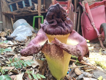 Warga Bekasi Heboh Temuan Tanaman Mirip Bunga Bangkai