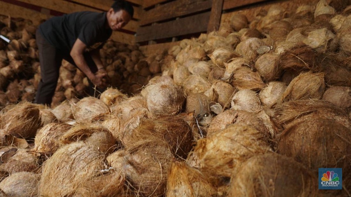 Kementan Ungkap 377 Ribu Hektare Kebun Kelapa Bermasalah