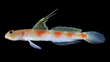 Tomiyamichthys oriens: Spesies Ikan Gobi Udang Baru dari Banyuwangi Memperkaya Biodiversitas Indonesia