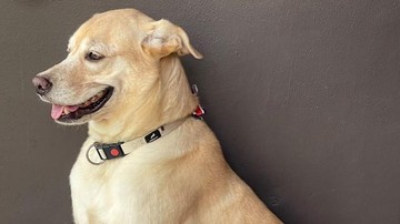 Tragedi Dua Menit, Anjing Labrador di Bantul Tewas Usai Diberi Racun