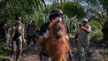 Asap Karhutla Parah, Orang Utan Kalang Kabut di Kalimantan
